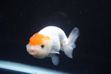 Juvenile Lionchu  Red White 3.5 Inch (ID#823R11b-44) Free2Day SHIPPING