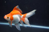 Ryukin Long Tail Red White 5 Inch (ID#404Ry8a-3) Free2Day SHIPPING