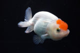 Juvenile Lionchu  Red White 3.5 Inch (ID#823R11b-44) Free2Day SHIPPING