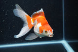 Ryukin Long Tail Red White 5 Inch (ID#404Ry8a-4) Free2Day SHIPPING