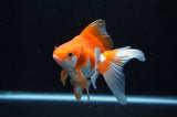 Ryukin Long Tail Red White 5 Inch (ID#304Ry8a-13) Free2Day SHIPPING