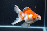 Ryukin Long Tail Red White 5 Inch (ID#404Ry8a-4) Free2Day SHIPPING