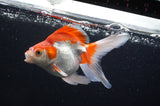 Ryukin Long Tail Red White 5 Inch (ID#404Ry8a-4) Free2Day SHIPPING
