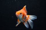 Ryukin Long Tail Red White 5 Inch (ID#304Ry8a-13) Free2Day SHIPPING