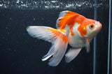 Ryukin Long Tail Red White 5 Inch (ID#404Ry8a-4) Free2Day SHIPPING