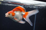 Ryukin Long Tail Red White 5 Inch (ID#404Ry8a-4) Free2Day SHIPPING