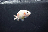 Baby Ranchu  Calico 2.5 Inch (ID#1015R9c-49) Free2Day SHIPPING