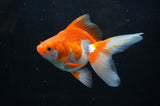 Ryukin Long Tail Red White 5 Inch (ID#304Ry8a-13) Free2Day SHIPPING