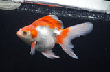 Ryukin Long Tail Red White 5 Inch (ID#404Ry8a-4) Free2Day SHIPPING