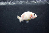 Baby Ranchu  Calico 2.5 Inch (ID#1015R9c-49) Free2Day SHIPPING