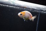 Baby Ranchu  Calico 2.5 Inch (ID#1015R9c-49) Free2Day SHIPPING