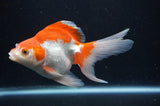 Ryukin Long Tail Red White 5 Inch (ID#404Ry8a-4) Free2Day SHIPPING