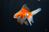 Ryukin Long Tail Red White 5 Inch (ID#304Ry8a-13) Free2Day SHIPPING