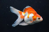 Ryukin Long Tail Red White 5 Inch (ID#404Ry8a-4) Free2Day SHIPPING