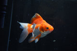 Ryukin Long Tail Red White 5 Inch (ID#304Ry8a-13) Free2Day SHIPPING