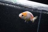 Baby Ranchu  Calico 2.5 Inch (ID#1015R9c-49) Free2Day SHIPPING