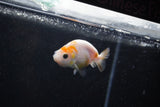 Baby Ranchu  Calico 2.5 Inch (ID#1015R9c-49) Free2Day SHIPPING