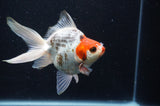 Ryukin Long Tail Tricolor 5 Inch (ID#404Ry8a-5) Free2Day SHIPPING