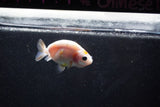 Baby Ranchu  Calico 2.5 Inch (ID#1015R9c-49) Free2Day SHIPPING