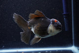 Thai Oranda  Tricolor 4.5 Inch (ID#1105To1b-64) Free2Day SHIPPING