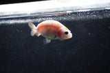 Baby Ranchu  Calico 2.5 Inch (ID#1015R9c-49) Free2Day SHIPPING