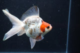 Ryukin Long Tail Tricolor 5 Inch (ID#404Ry8a-5) Free2Day SHIPPING