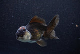 Thai Oranda  Tricolor 4.5 Inch (ID#1105To1b-64) Free2Day SHIPPING