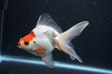 Ryukin Long Tail Tricolor 5 Inch (ID#404Ry8a-5) Free2Day SHIPPING