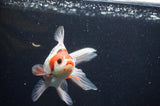 Ryukin Long Tail Tricolor 5 Inch (ID#404Ry8a-5) Free2Day SHIPPING