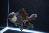 Thai Oranda  Tricolor 4.5 Inch (ID#1105To1b-64) Free2Day SHIPPING