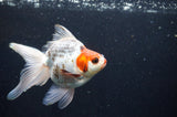 Ryukin Long Tail Tricolor 5 Inch (ID#404Ry8a-5) Free2Day SHIPPING