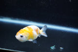 Baby Ranchu  Calico 2.5 Inch (ID#1015R9c-50) Free2Day SHIPPING