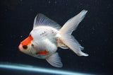 Ryukin Long Tail Tricolor 5 Inch (ID#404Ry8a-5) Free2Day SHIPPING