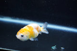 Baby Ranchu  Calico 2.5 Inch (ID#1015R9c-50) Free2Day SHIPPING