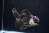 Thai Oranda  Tricolor 4.5 Inch (ID#1105To1b-64) Free2Day SHIPPING