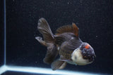 Thai Oranda  Tricolor 4.5 Inch (ID#1105To1b-64) Free2Day SHIPPING