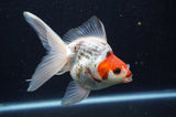 Ryukin Long Tail Tricolor 5 Inch (ID#404Ry8a-5) Free2Day SHIPPING