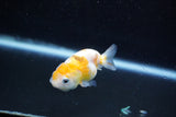 Baby Ranchu  Calico 2.5 Inch (ID#1015R9c-50) Free2Day SHIPPING