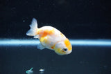 Baby Ranchu  Calico 2.5 Inch (ID#1015R9c-50) Free2Day SHIPPING