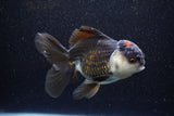 Thai Oranda  Tricolor 4.5 Inch (ID#1105To1b-64) Free2Day SHIPPING