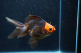 Ryukin Long Tail Red Black 4.5 Inch (ID#404Ry8a-6) Free2Day SHIPPING