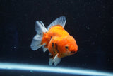 Thai Oranda  Calico 3.5 Inch (ID#927ToPTA-48) Free2Day SHIPPING