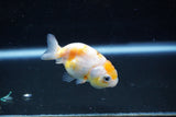 Baby Ranchu  Calico 2.5 Inch (ID#1015R9c-50) Free2Day SHIPPING