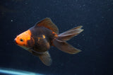 Ryukin Long Tail Red Black 4.5 Inch (ID#404Ry8a-6) Free2Day SHIPPING