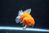 Thai Oranda  Calico 3.5 Inch (ID#927ToPTA-48) Free2Day SHIPPING