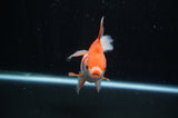 Ryukin Long Tail Red White 5 Inch (ID#304Ry8a-15) Free2Day SHIPPING
