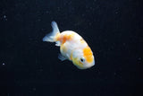 Baby Ranchu  Calico 2.5 Inch (ID#1015R9c-50) Free2Day SHIPPING