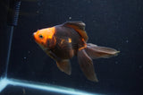Ryukin Long Tail Red Black 4.5 Inch (ID#404Ry8a-6) Free2Day SHIPPING