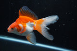 Ryukin Long Tail Red White 5 Inch (ID#304Ry8a-15) Free2Day SHIPPING
