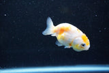 Baby Ranchu  Calico 2.5 Inch (ID#1015R9c-50) Free2Day SHIPPING